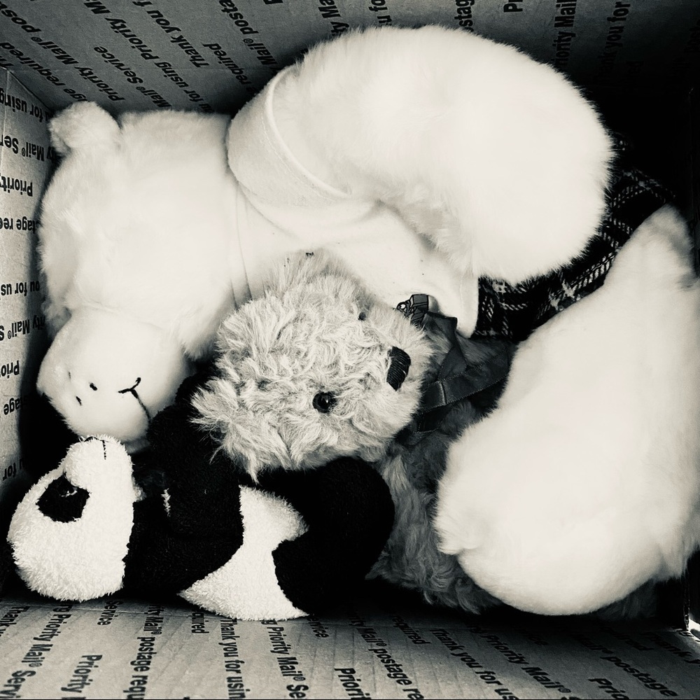 Plush Stuffed Animal Teddy Bear Mystery Box - Picture 2 of 2